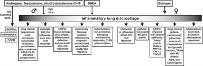 Androgen and Androgen Receptors as Regulators of Monocyte and Macrophage Biology in the Healthy and Diseased Lung